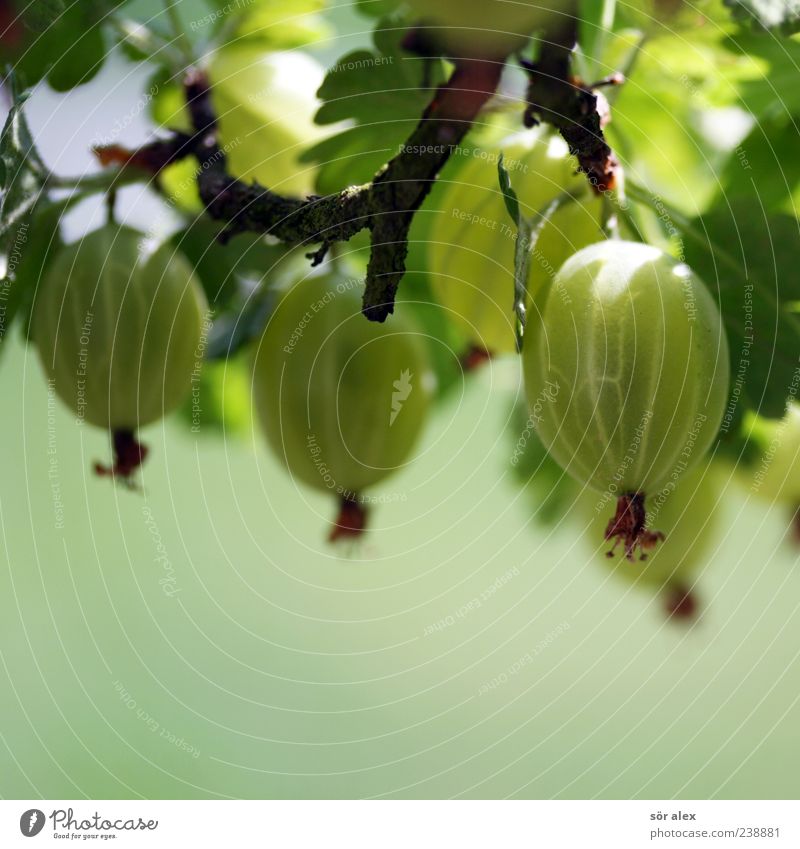 Obstgarten Lebensmittel Frucht Bioprodukte Pflanze Sträucher Blatt Nutzpflanze Stachelbeeren Stachelbeerblatt Beeren Beerensträucher Garten lecker rund saftig