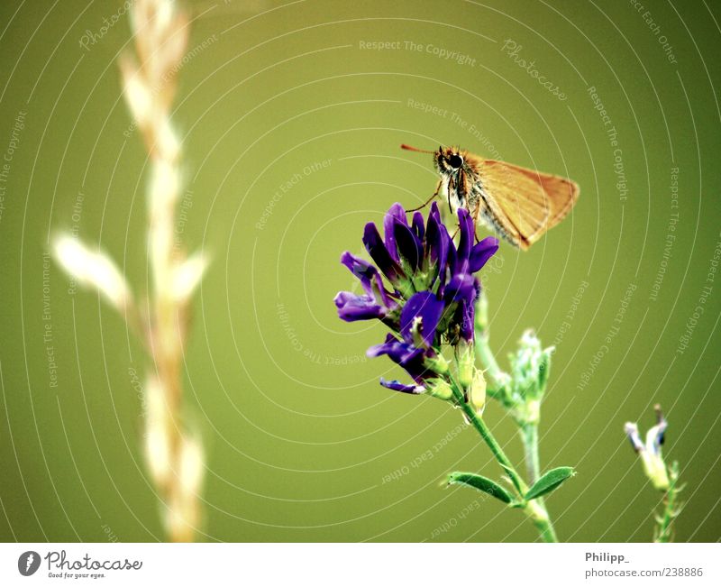 Flieg Falter, flieg ... Natur Pflanze Blüte Wildpflanze Tier Wildtier Schmetterling 1 grün orange Insekt Flügel Farbfoto Gedeckte Farben Außenaufnahme