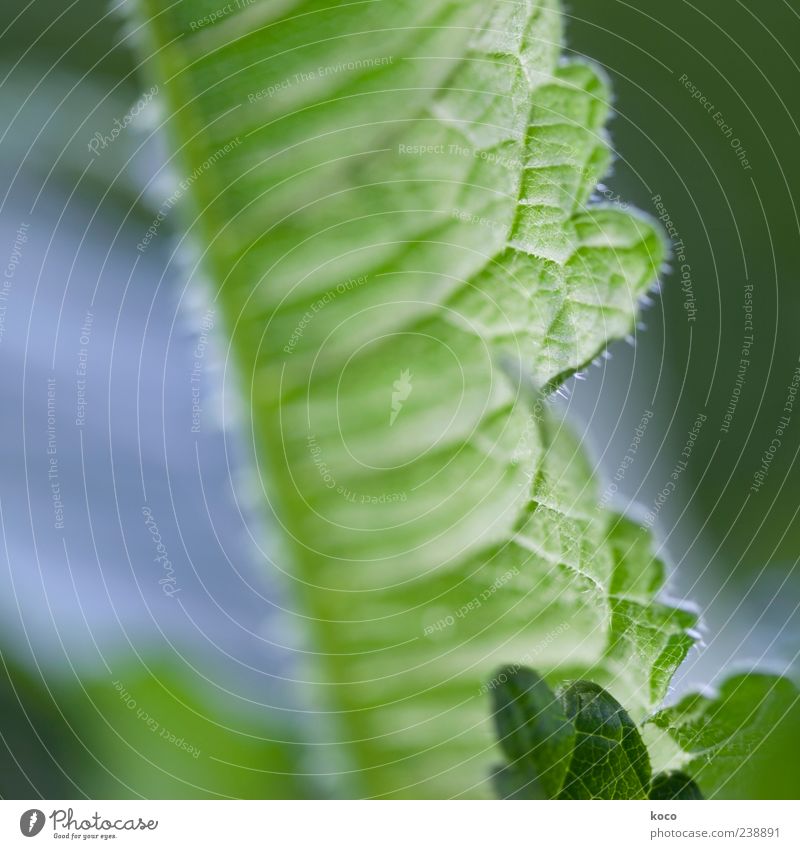 Ein Blatt ist ein Blatt ist ein Blatt Natur Pflanze Frühling Sommer Grünpflanze Wachstum ästhetisch frisch Spitze stachelig blau grün weiß Farbfoto mehrfarbig