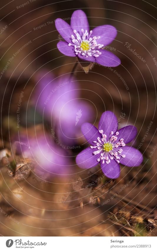 Farbenfrohe Leberblümchen Natur Pflanze Tier Frühling Blatt Blüte Wildpflanze Wald Blühend Duft entdecken schön klein violett grün Farbfoto mehrfarbig