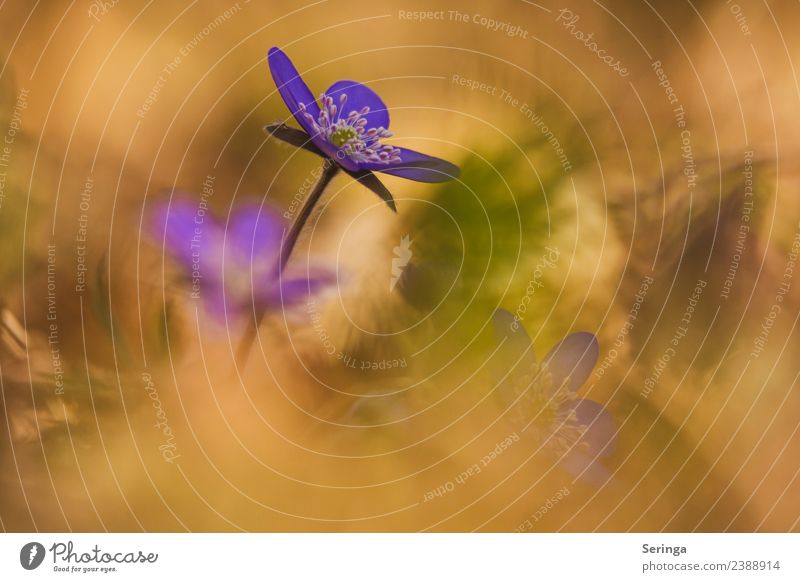 Geheimnissvolles Leberblümchen Umwelt Natur Landschaft Pflanze Tier Frühling Sommer Blume Wildpflanze exotisch Garten Park Wald Blühend Farbfoto Gedeckte Farben