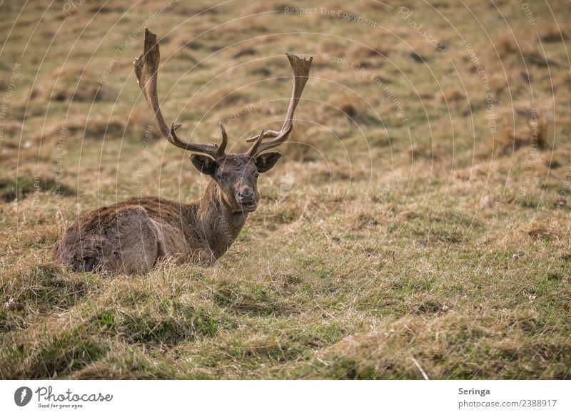 Erstmal nen Päuschen Tier Wildtier Tiergesicht Fell Fährte Zoo 1 Fressen Damwild Horn Farbfoto Gedeckte Farben mehrfarbig Außenaufnahme Menschenleer