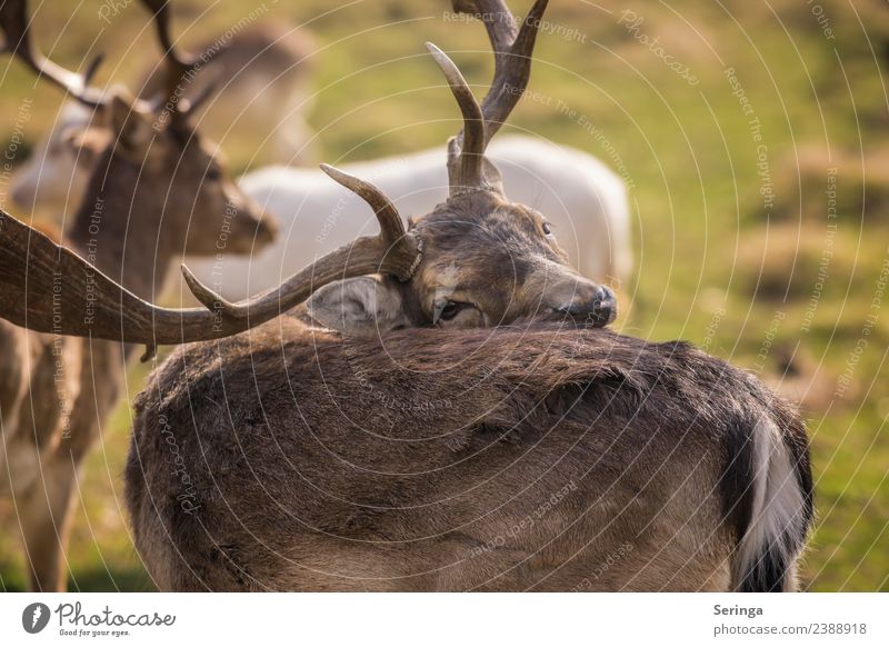 Schonhaltung Tier Nutztier Wildtier Tiergesicht Fell 1 Tiergruppe beobachten Damwild Gehege Farbfoto Gedeckte Farben mehrfarbig Außenaufnahme Detailaufnahme