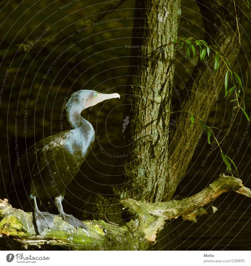 Anglerfeind Umwelt Natur Baum Baumstamm Ast Park Seeufer Tier Wildtier Vogel Kormoran 1 Blick sitzen stehen dunkel natürlich Farbfoto Außenaufnahme Menschenleer