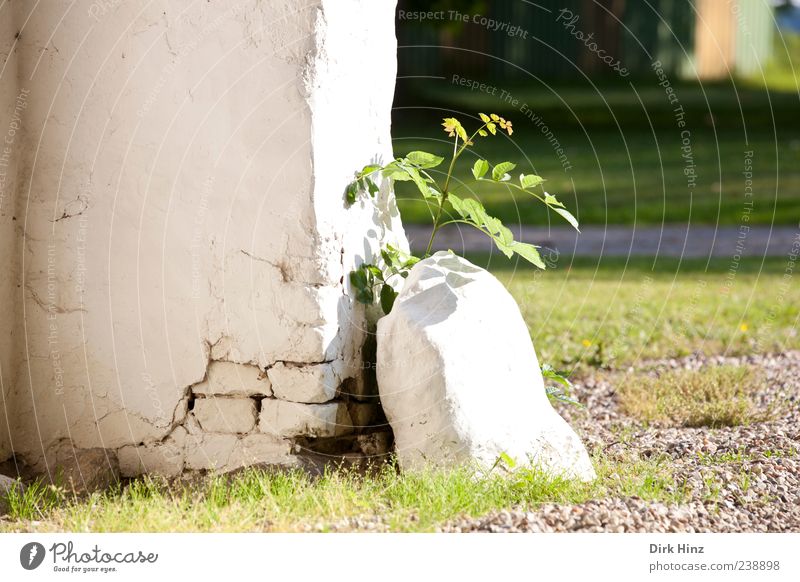 Neues Leben Natur Landschaft Erde Sonnenlicht Pflanze Blatt Grünpflanze Wildpflanze Park Wiese Dorf Menschenleer Haus Ruine Mauer Wand Stein grün weiß