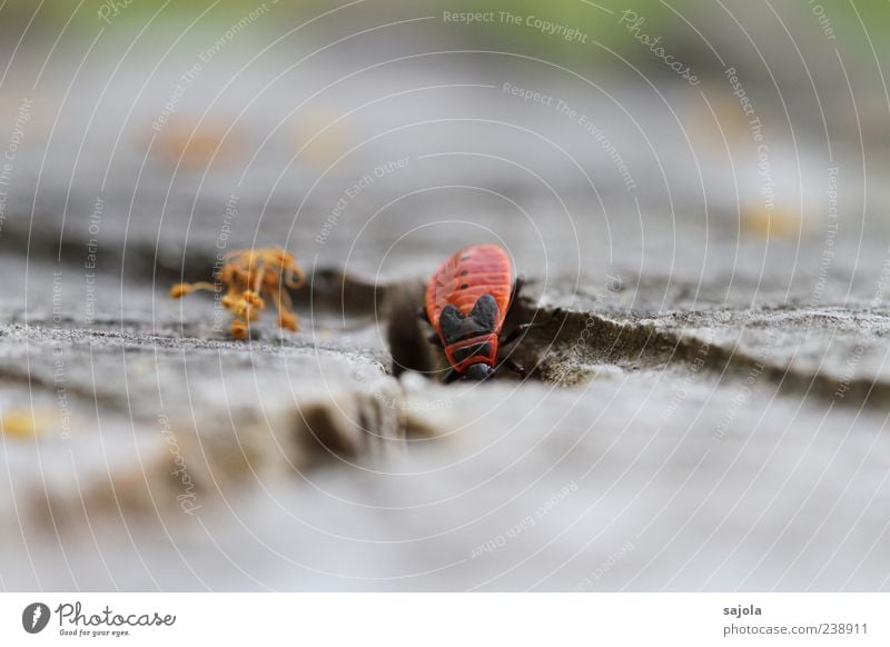 untertauchen Umwelt Natur Tier Käfer Feuerwanze Insekt 1 krabbeln rot Linie diagonal Farbfoto Außenaufnahme Menschenleer Tag Schwache Tiefenschärfe