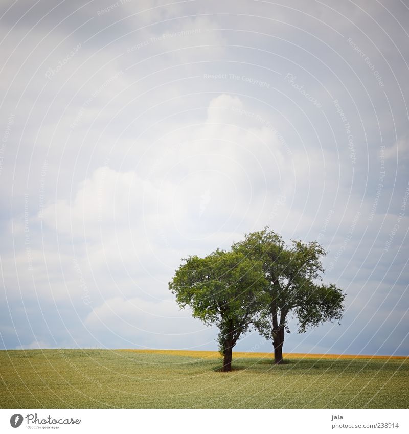 zwei Natur Landschaft Pflanze Himmel Wolken Baum Gras Grünpflanze Feld Unendlichkeit Farbfoto Außenaufnahme Menschenleer Textfreiraum oben Tag Wolkenhimmel