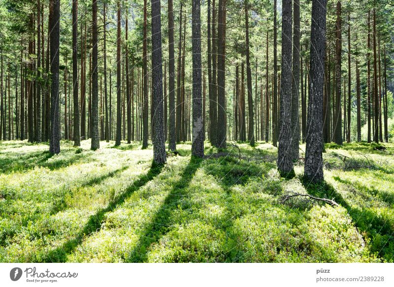 ||| GRÜN ||| Ferien & Urlaub & Reisen Tourismus Ausflug Abenteuer Ferne Freiheit Sommer wandern Umwelt Natur Landschaft Pflanze Schönes Wetter Baum Gras