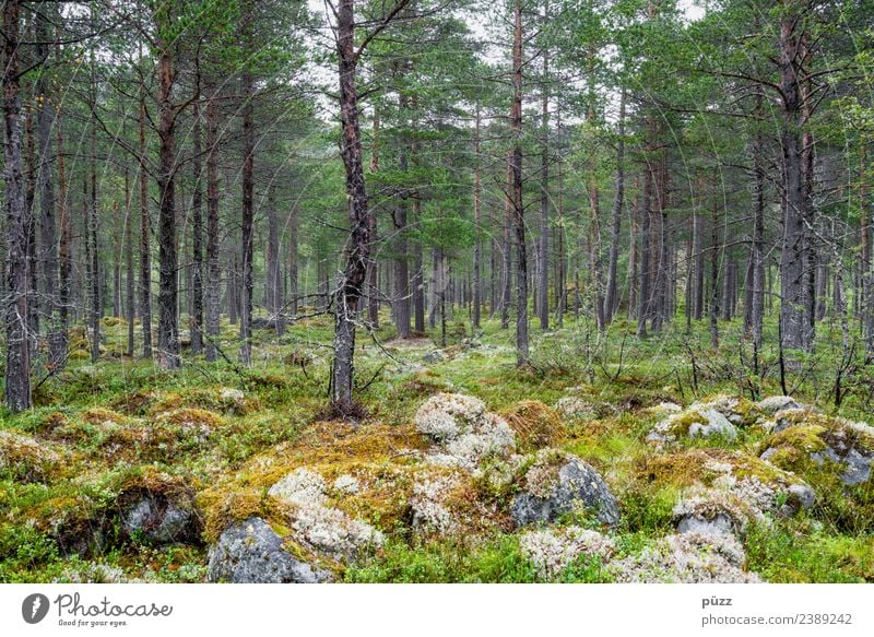 Wald Zufriedenheit Erholung Ferien & Urlaub & Reisen Ausflug Abenteuer Freiheit Sommer wandern Umwelt Natur Landschaft Pflanze Erde Baum Sträucher Moos