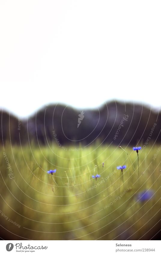 Grobkörnig Getreide Ernährung Sommer Umwelt Natur Landschaft Pflanze Himmel Frühling Blume Kornblume Feld Blühend natürlich Landwirtschaft Farbfoto