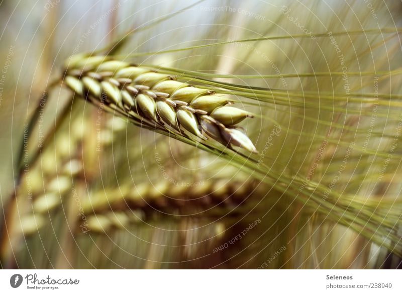 Gerstenfeld Lebensmittel Getreide Gerstenähre Umwelt Natur Pflanze Sommer Nutzpflanze Feld natürlich Farbfoto Außenaufnahme Nahaufnahme Detailaufnahme