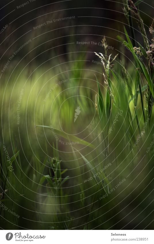 Spaziergang im Grünen Sommer Umwelt Natur Pflanze Gras Wiese Wachstum natürlich schön Farbfoto Außenaufnahme Menschenleer Textfreiraum unten Tag Licht Schatten