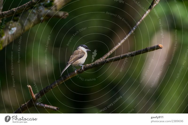 Sonnenplatz Ausflug Freiheit Expedition Umwelt Natur Sonnenlicht Schönes Wetter Baum Wald Tier Wildtier Vogel Tiergesicht Flügel 1 beobachten genießen leuchten