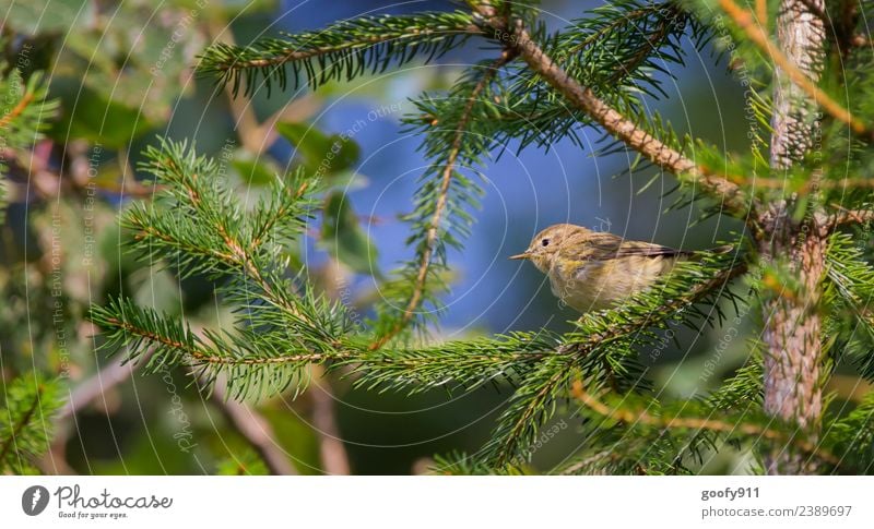 Ausschau!!!! Abenteuer Expedition Sonne Sonnenbad Umwelt Natur Sonnenlicht Frühling Sommer Schönes Wetter Baum Wald Tier Wildtier Vogel Tiergesicht Flügel 1