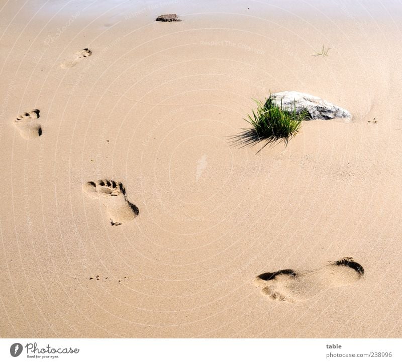 walk around Wohlgefühl Zufriedenheit Ferien & Urlaub & Reisen Sommer Sommerurlaub Strand Mensch Fußspur Umwelt Natur Sand Schönes Wetter Pflanze Gras Küste