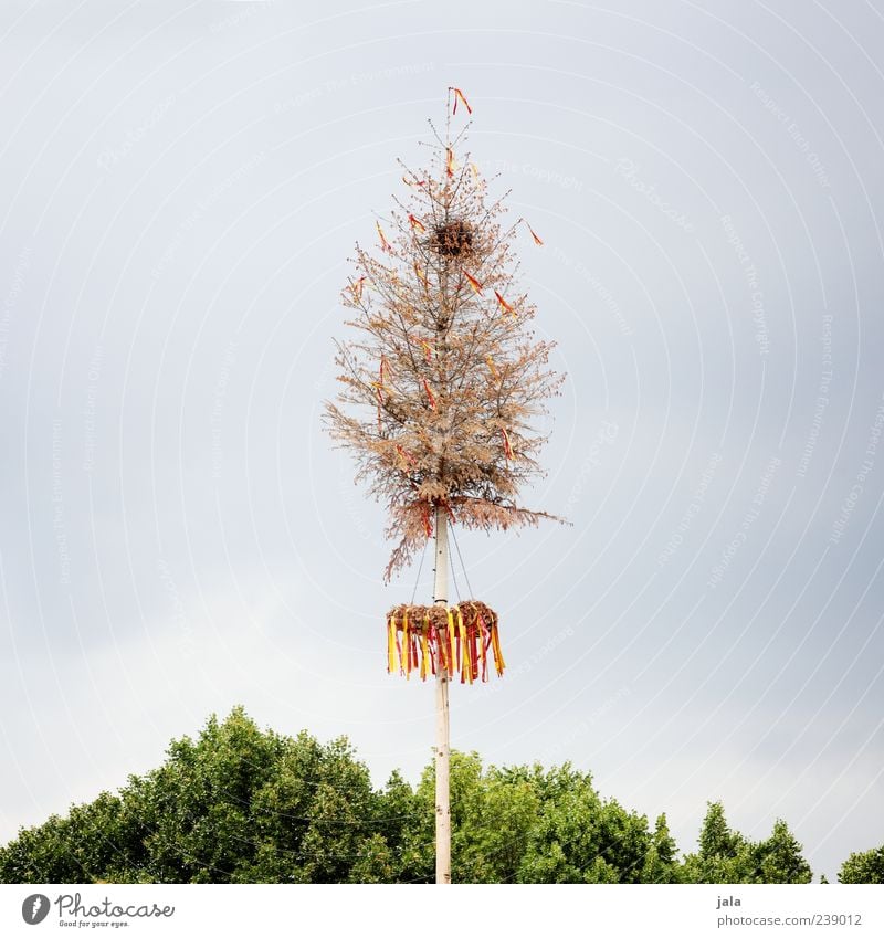 mai Himmel Frühling Pflanze Baum Grünpflanze Maibaum trist blau grün Farbfoto Außenaufnahme Menschenleer Textfreiraum links Textfreiraum rechts