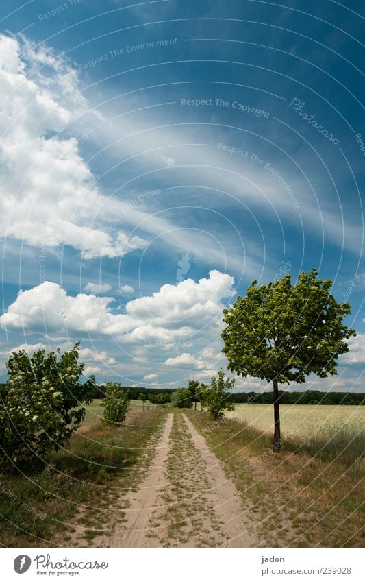 weg ins blaue. Natur Landschaft Erde Himmel Wolken Schönes Wetter Wind Baum Sträucher Nutzpflanze Feld Straße Wege & Pfade weiß ruhig Hoffnung Horizont