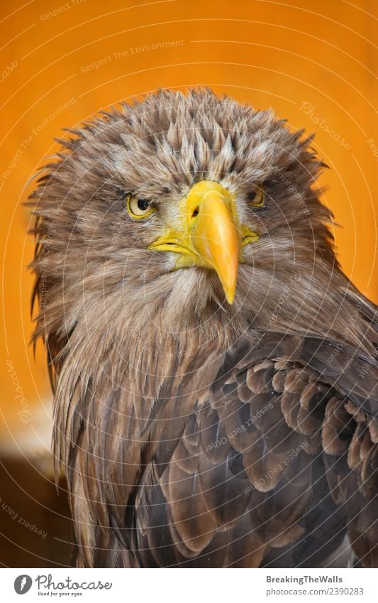 Nahaufnahme des Vorderbilds eines Seeadlers mit weißem Schwanz. Natur Tier Wildtier Vogel Tiergesicht 1 beobachten groß wild braun gelb Wachsamkeit Adler orange