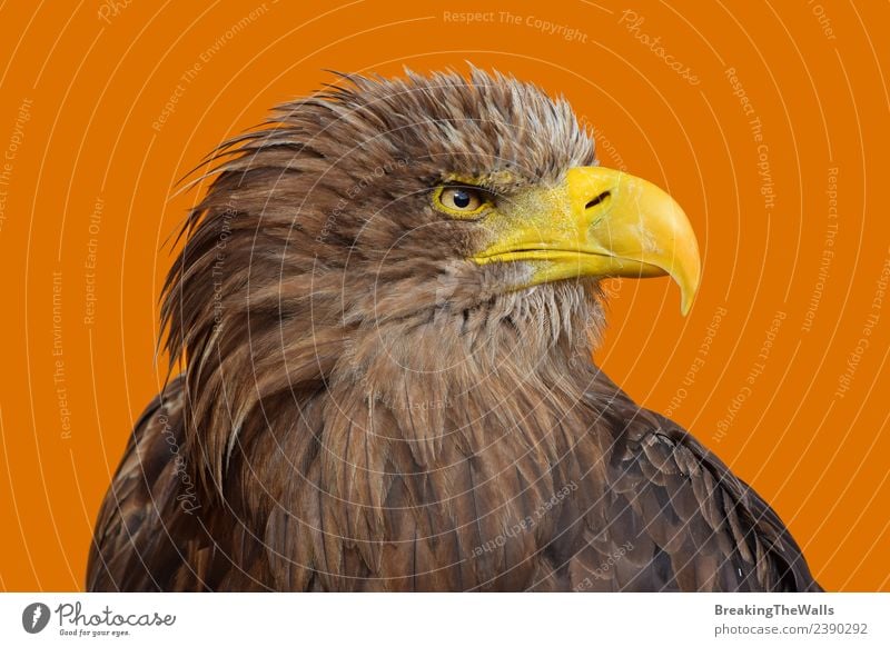 Nahaufnahme des Porträts des Seeadlers mit weißem Schwanz. Natur Tier Wildtier Vogel Tiergesicht Zoo 1 beobachten groß wild braun gelb orange Wachsamkeit Adler