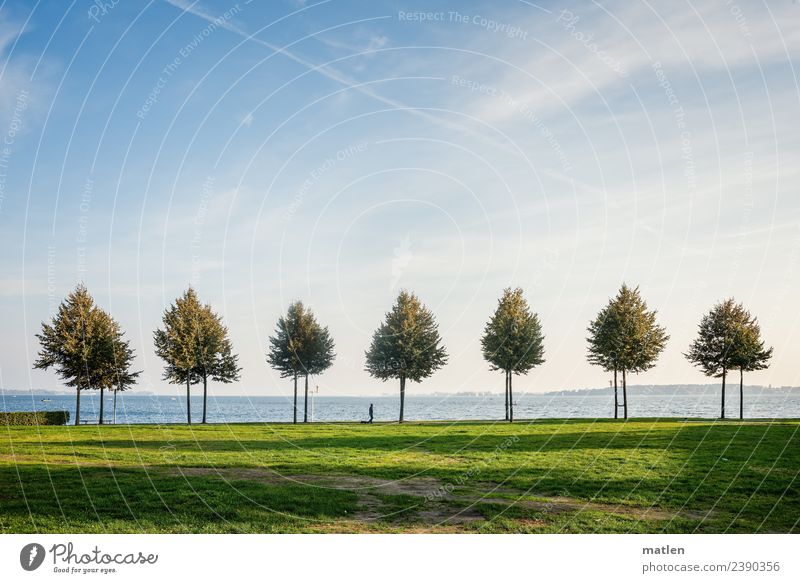 7 Bäume Landschaft Pflanze Himmel Wolken Horizont Herbst Schönes Wetter Baum Gras Wiese Küste Ostsee laufen blau grün weiß Allee Spaziergang Hund Gassi gehen