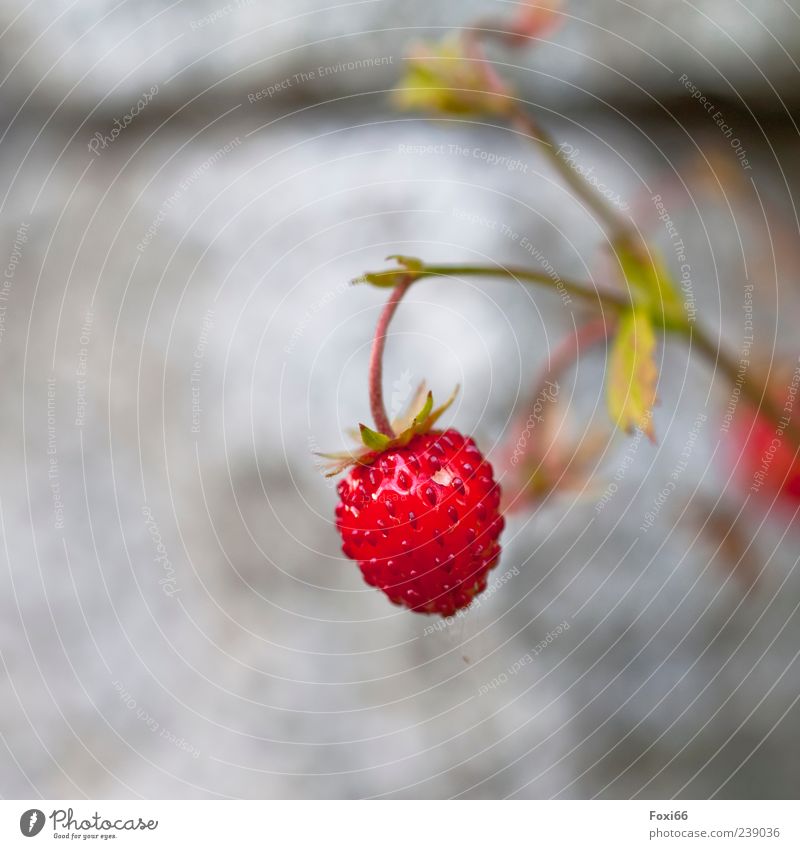 süßes Früchtchen Particula Day Lebensmittel Frucht Gesundheit Sommer Pflanze Nutzpflanze genießen hängen frisch gelb grau rot Farbfoto Außenaufnahme