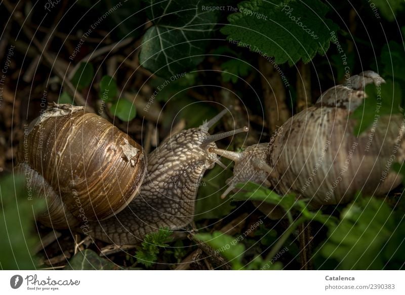 Schneckentratsch, zwei Weinbergschnecken Natur Tier Frühling Gras Blatt Efeu Brennessel Garten 2 berühren Bewegung Zusammensein schleimig braun grün