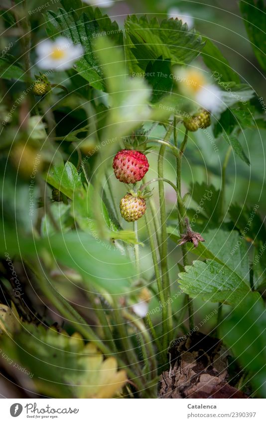 Wilde Erdbeere Erdbeeren Natur Pflanze Frühling Blatt Blüte Wildpflanze Erdbeerblüte Garten Blühend Wachstum ästhetisch Duft frisch schön lecker saftig gelb