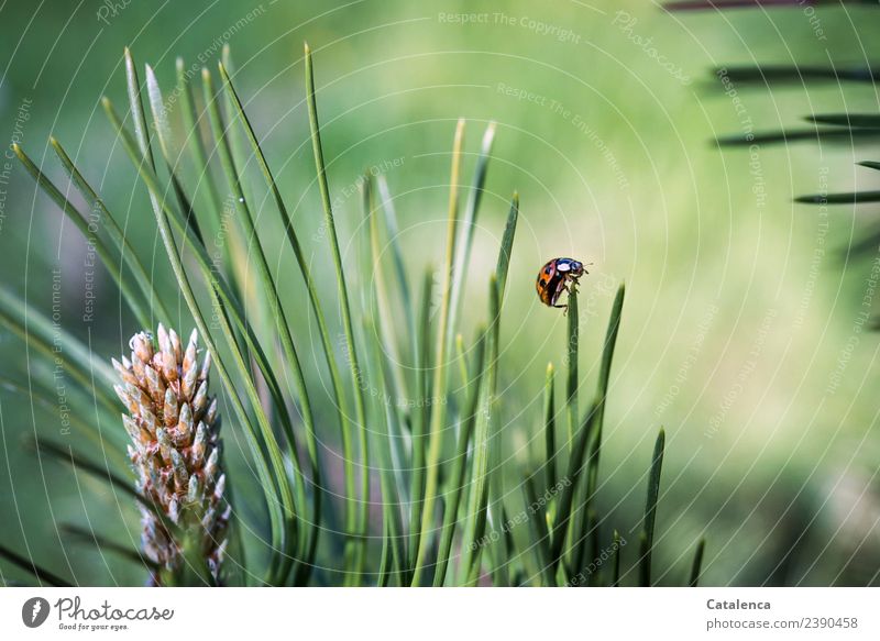 Umkehrpunkt, Marienkäfer auf dem Zweig einer Kiefer Natur Pflanze Tier Schönes Wetter Baum Gras Kiefernadeln Garten Wald Käfer 1 krabbeln schön rund stachelig