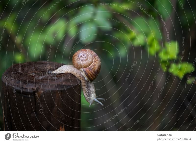 Eine Weinbergschnecke die von einem Zaunpfahl kriecht Natur Pflanze Tier Frühling Hecke Weissdorn Garten Schnecke Weinbergschnecken Holz hängen glänzend