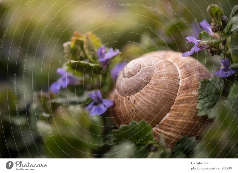 Schneckenhaus einer Weinbergschnecke zwischen Gundermann Blüten Natur Pflanze Tier Frühling Blume Blatt Grundermann Unkraut Garten Wiese Weinbergschnecken