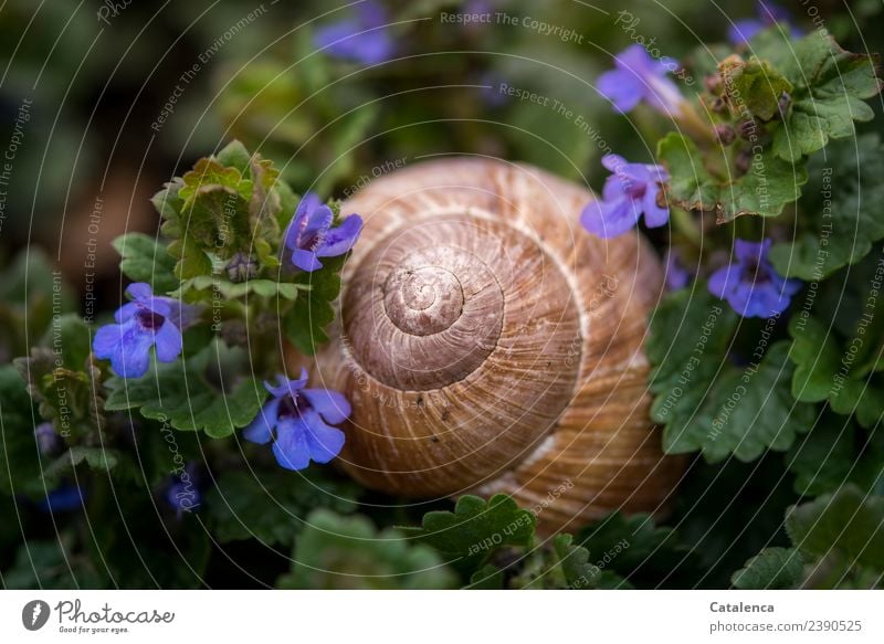 Schneckenhaus und blaue Blümchen Natur Pflanze Tier Frühling Blatt Blüte Unkraut Gundermann Blüten Garten Wiese Weinbergschnecken 1 Blühend Wachstum ästhetisch