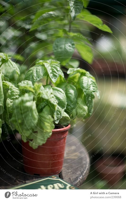 es darf nicht fehlen! Natur Pflanze Frühling Nutzpflanze Wildpflanze Basilikum Kräuter & Gewürze Kräutergarten Caprese Garten Duft Wachstum Gesundheit grün