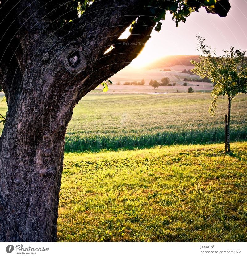 Dämmerung Umwelt Natur Landschaft Sonne Sonnenlicht Frühling Wetter Schönes Wetter Baum Menschenleer hell Wärme Farbfoto Außenaufnahme Tag Baumstamm Feld Wiese