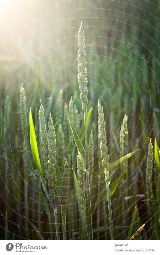 Wachstumsphase Umwelt Natur Landschaft Sonne Frühling Sommer Grünpflanze Feld hell schön grün Farbfoto Außenaufnahme Sonnenlicht Gegenlicht Froschperspektive