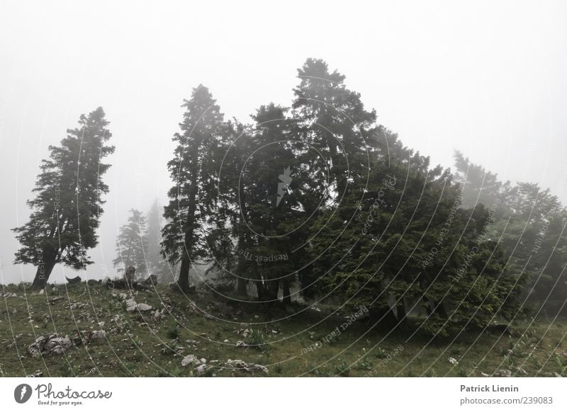 green and grey Umwelt Natur Landschaft Pflanze Urelemente Luft Wetter schlechtes Wetter Wind Nebel Baum Wald Hügel entdecken Erholung Stimmung Inspiration kalt