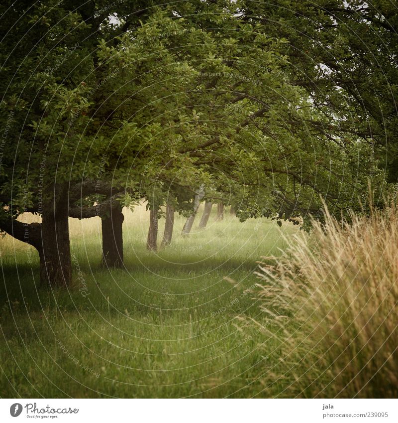 obstwiese Landwirtschaft Forstwirtschaft Natur Landschaft Pflanze Baum Gras Sträucher Grünpflanze Nutzpflanze Wiese grün Obstbaum Farbfoto Außenaufnahme