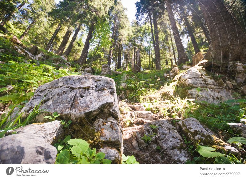 Es war einmal... Freizeit & Hobby Ferien & Urlaub & Reisen Tourismus Ausflug Freiheit Umwelt Natur Landschaft Urelemente Frühling Sommer Wetter Pflanze Baum