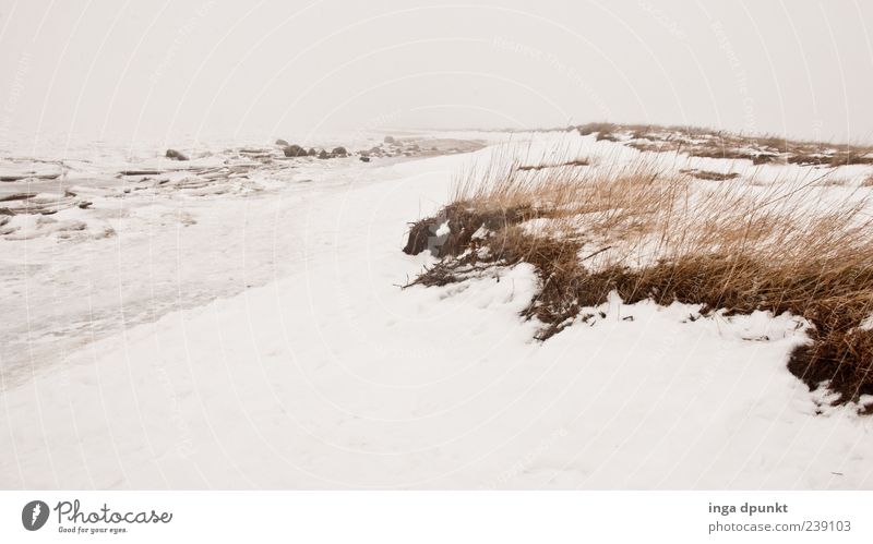 Winterstrand Ferien & Urlaub & Reisen Ausflug Ferne Schnee Winterurlaub Umwelt Natur Landschaft Pflanze Klima schlechtes Wetter Wind Eis Frost Gras Küste Strand