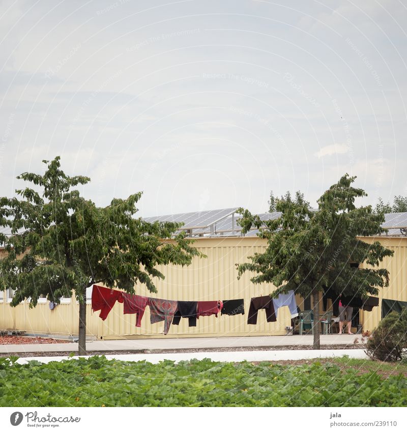 waschtag Häusliches Leben Himmel Pflanze Baum Blatt Grünpflanze Industrieanlage Bauwerk Gebäude Bekleidung Hose Pullover Wäsche Wäscheleine hängen