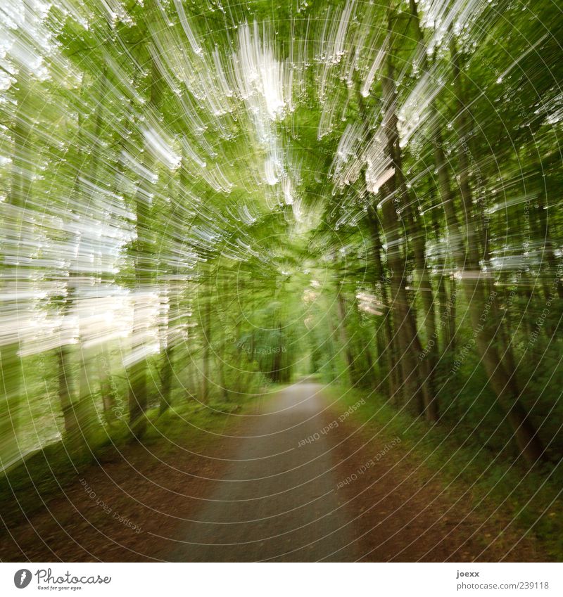 Tunnel Natur Wald Wege & Pfade Geschwindigkeit braun grün Fußweg Farbfoto Außenaufnahme Experiment Menschenleer Licht Schatten Langzeitbelichtung