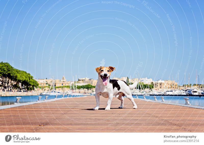 Erwachsener Hund steht auf dem Holzponton. Glück Ferien & Urlaub & Reisen Sommer Sonne Meer Natur Landschaft Tier Himmel Herbst Park Küste Stadt Skyline Brücke