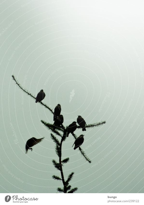 Ich treff dich Natur Sonnenlicht Pflanze Baum Tier Vogel Tiergruppe sitzen warten Amsel Fichte singen Pfeifen Farbfoto Außenaufnahme Textfreiraum rechts