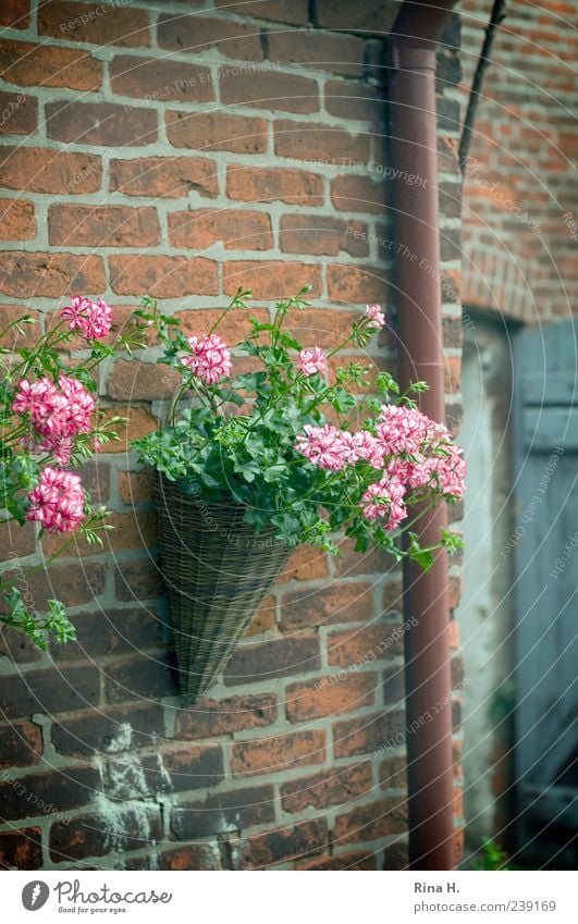 Landleben Sommer Pflanze Topfpflanze Bauernhof Mauer Wand Blühend authentisch Lebensfreude ländlich Pelargonie Farbfoto Außenaufnahme Menschenleer