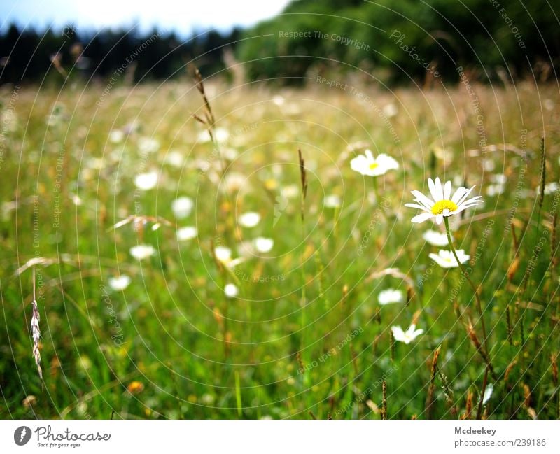 *hatschi* Natur Landschaft Pflanze Sommer Baum Blume Gras Blatt Blüte Grünpflanze Wiese Wald natürlich blau braun mehrfarbig gelb grün schwarz weiß Blumenwiese