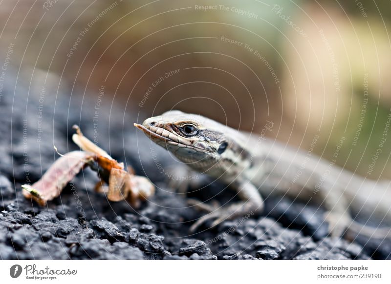 Mini-Drachen Tier Wildtier Echte Eidechsen 1 Fressen Fleischfresser Amphibie Farbfoto Textfreiraum oben Tag Schwache Tiefenschärfe Tierporträt Vorderansicht