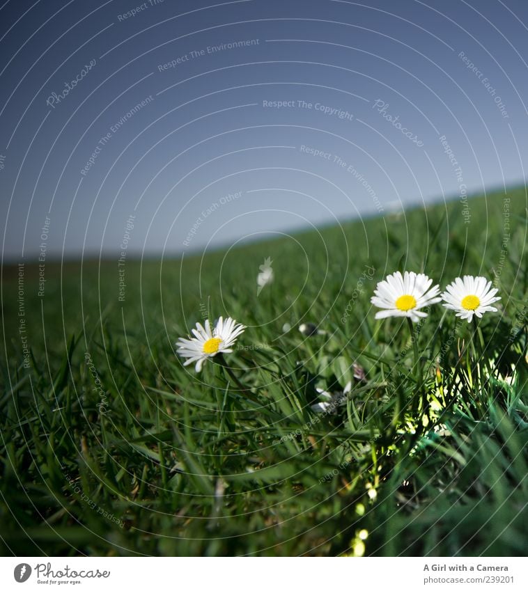 Spiekeroog l der Sonne entgegen Natur Pflanze Himmel Wolkenloser Himmel Frühling Schönes Wetter Blume Gras Gänseblümchen Wiese Hügel Blühend leuchten Wachstum