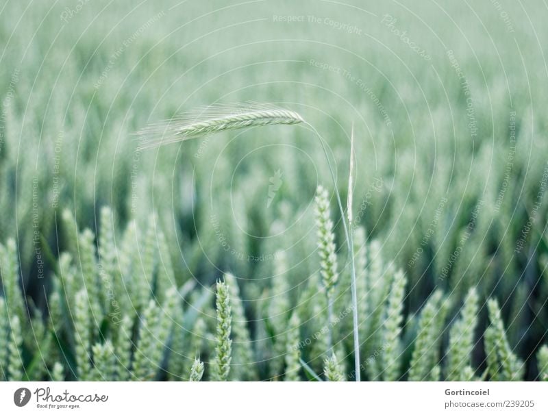 Aufstehen Umwelt Natur Sommer Pflanze Nutzpflanze Feld grün Getreide Getreidefeld Ähren Kornfeld hellgrün Menschenleer Zentralperspektive Weizen Weizenfeld