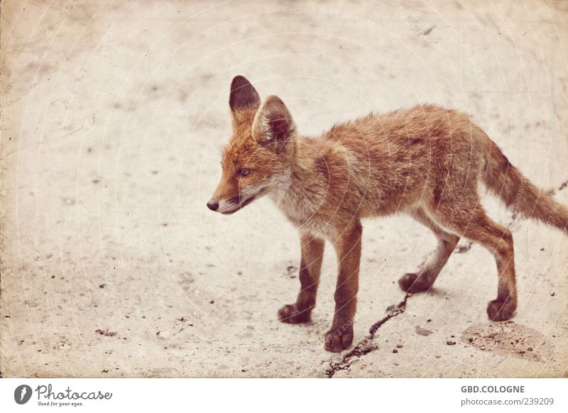 gespaltener Auftritt Tier Wildtier Fuchs 1 Tierjunges beobachten Blick stehen Aggression bedrohlich dünn frech listig nah retro klug braun Fell Ohr Auge Pfote