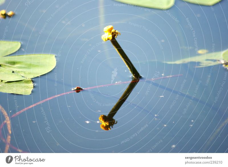 Teichrose Duft Umwelt Natur Landschaft Pflanze Wasser Sommer Blatt Blüte Wildpflanze Seerosen Seerosenblatt Mummel Blühend nass schön blau gelb Stimmung ruhig