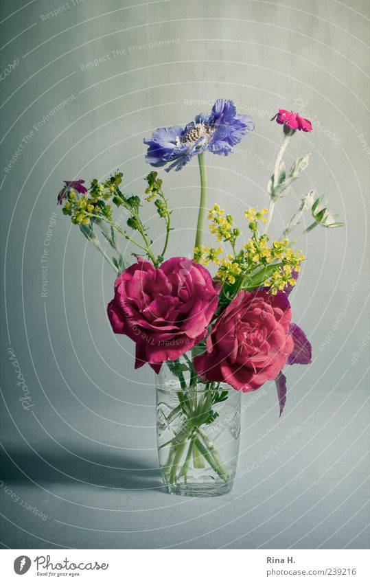 SommerBlumenStrauß Blühend natürlich schön mehrfarbig Glas Wasserglas Blumenstrauß Sommerblumen Rose Stillleben Farbfoto Innenaufnahme Menschenleer